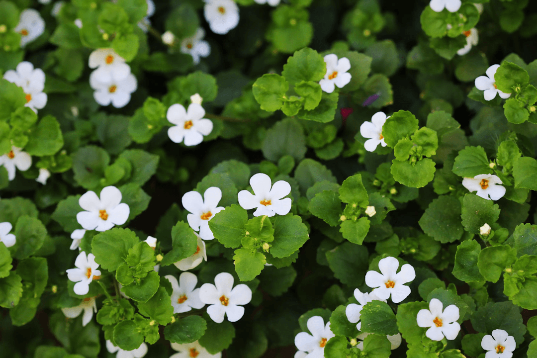 Bacopa Monnieri. Ayurvedic herb supporting memory and learning.