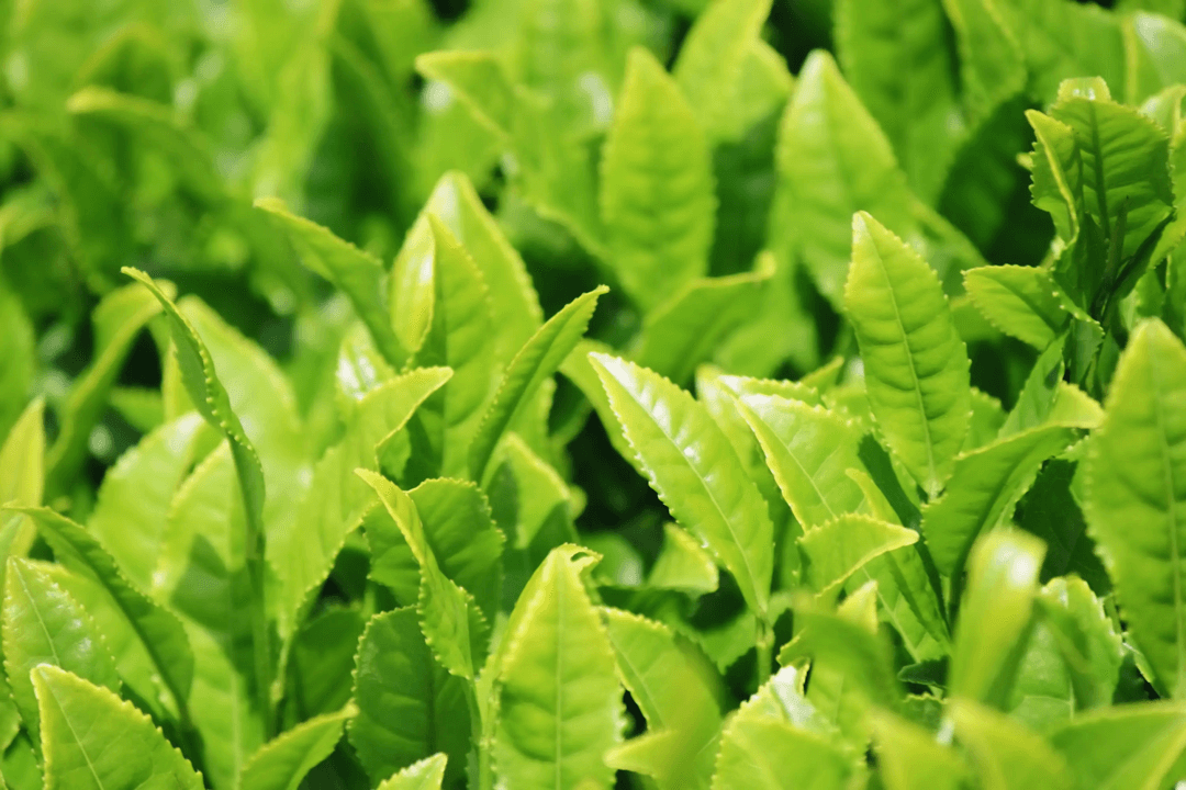 L-Theanine. Amino acid promoting calm, alert focus.